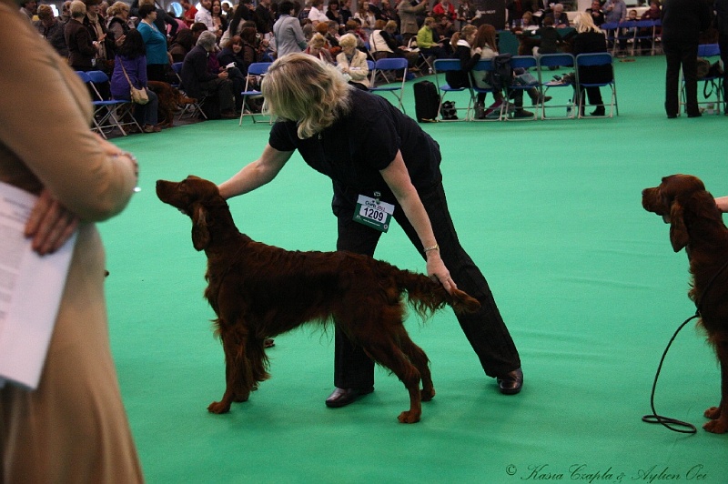 Crufts2011 352.jpg